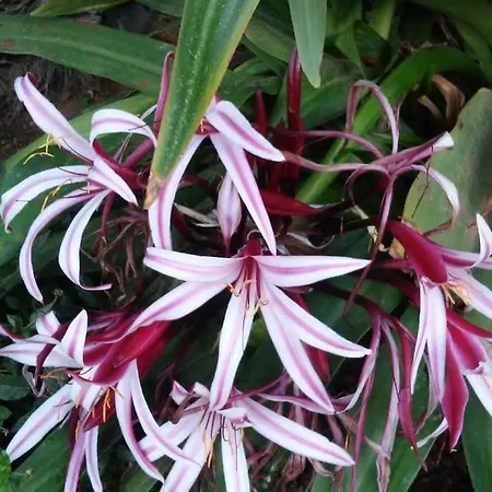 Magnifico En Dunas De Appartement *