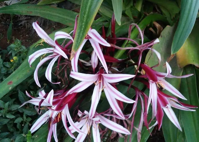 Magnifico En Dunas De Διαμέρισμα *